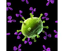 抗体攻击病毒的图片